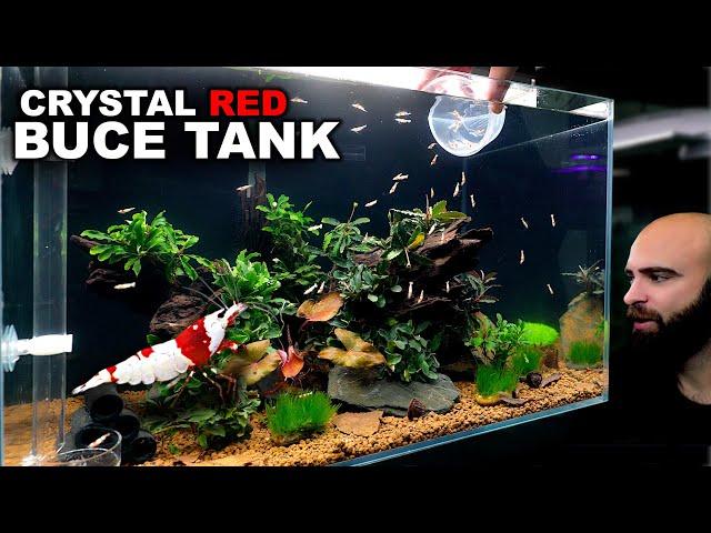 CRYSTAL RED SHRIMP TANK w/ ALL BUCE & AKADAMA SOIL