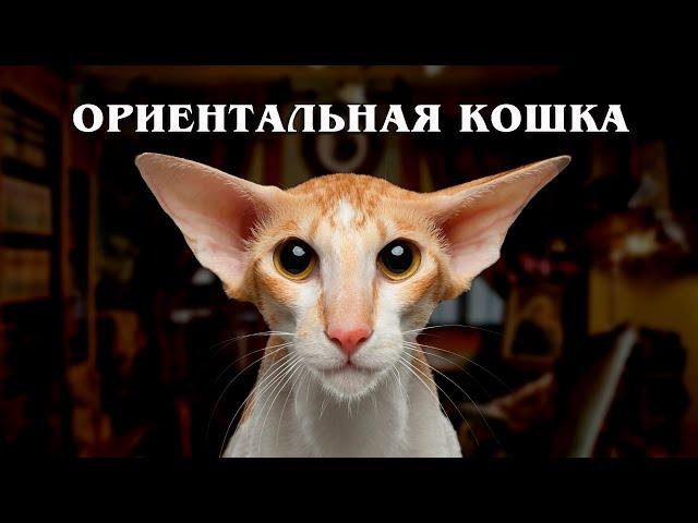 Oriental cat: A cat from another planet | Interesting facts about cat breeds