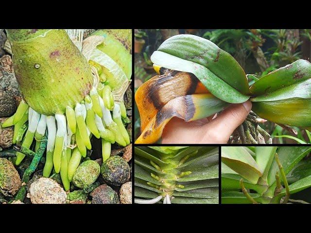 Natural bombs help restore sunburned yellow leaf orchids effectively 100%