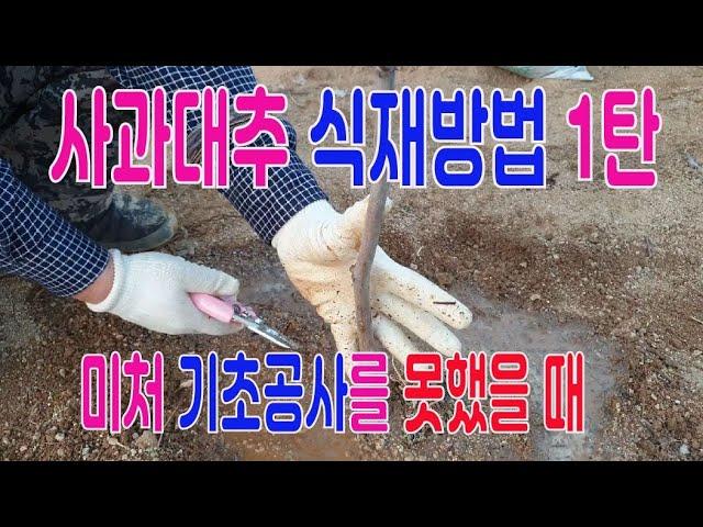 사과대추 식재 방법 1탄 - 거름을 하나도 안했을 때 심는 방법 시연