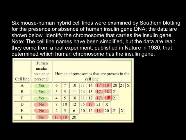 How to Locate Genes on Chromosomes