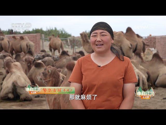 《共富经》 20240915 骆驼惬意奶香飘|农业致富经 Agriculture And Farming