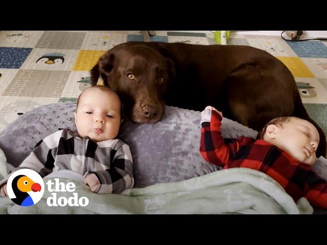 Chocolate Lab is the Best Big Sister in the World | The Dodo