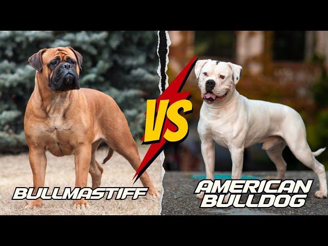 Bullmastiff vs American Bulldog: Which Breed Is Better? | An In-depth Comparison.