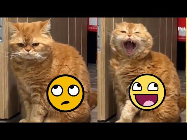 Cat looks so Angry | cat Meowing Cat funny videos | Kittens | Meow #cat #viralvideo #funnyvideo