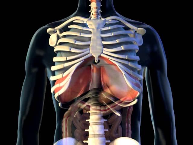 Diaphragm - 3D Medical Animation || ABP ©