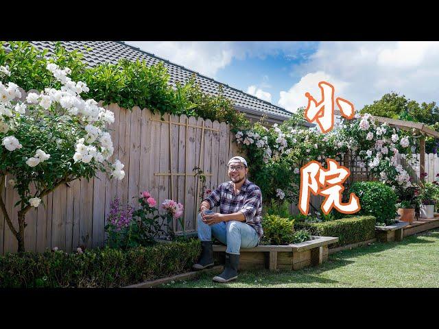 经过几年的摸索 终于把自家花园整的像点样子了,带你来瞧瞧，My little garden with some roses