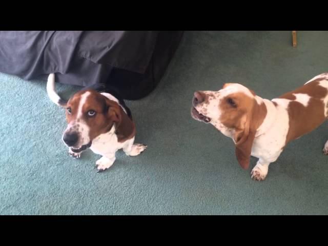 Basset hounds howling