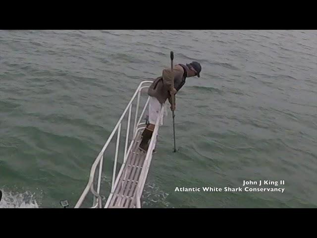 White shark surprise breach off Wellfleet, MA (7/30/18)