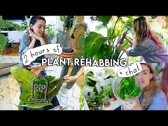  2 Hours(!!) Of Houseplant REHAB  Repotting, Propagating, Styling, Rehabbing + Organising Plants