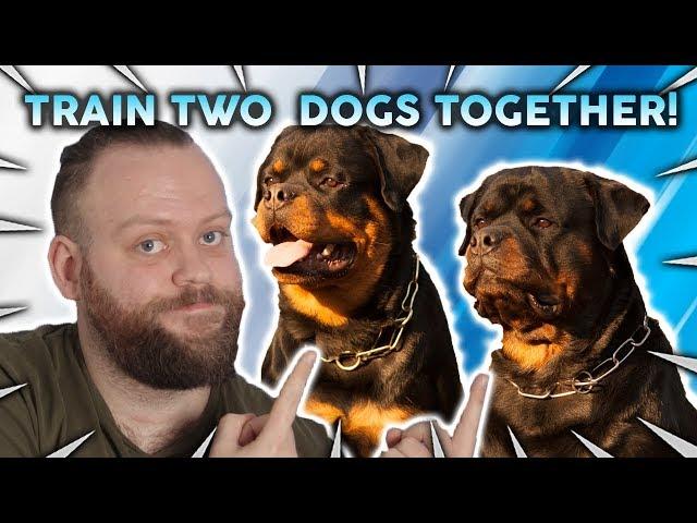 How To Train 2 PUPPIES At The Same Time!