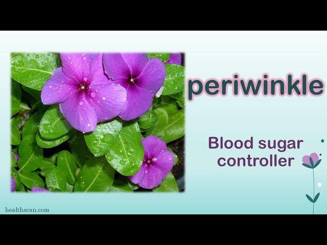 Traditional Medical uses of Periwinkle