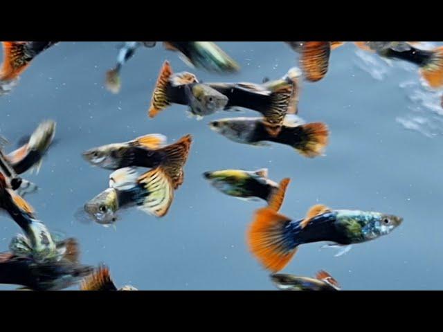 GUPPIES - The 10 GOLDEN RULES.