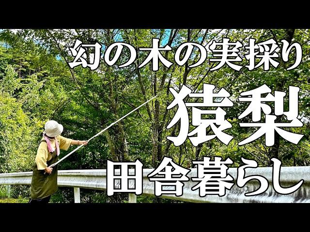 【サルナシ収穫】幻の果実 天然サルナシ(猿梨・コクワ・ベビーキウイ)を求め山へ  秋の味覚アケビが大量！素麺カボチャと猫  自然豊かな山奥暮らしの日々｜村暮らし｜移住｜料理【標高800mの田舎暮らし】