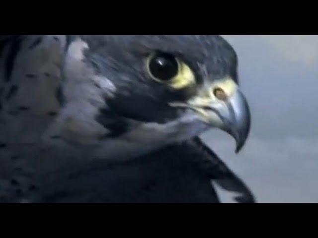 Peregrine Falcon Sky Dive - Inside the Perfect Predator - BBC