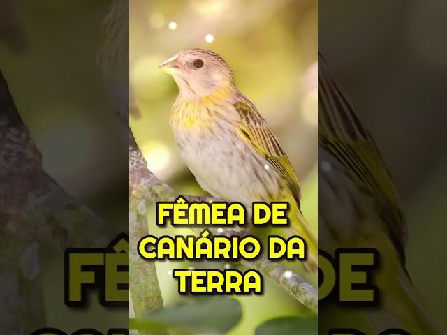 Fêmea de Canário da Terra  #esquentacanáriodaterra #fêmeacanáriodaterra #canáriodaterra