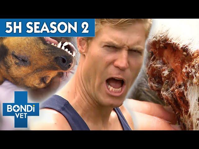 5 Hours of Full Episodes - Bondi Vet Complete Season 2 |  Bondi Vet