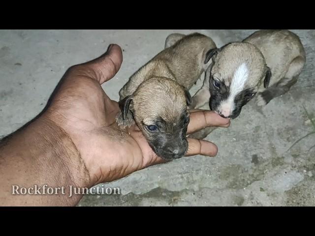 Mother dog trying to save her cub from me / Rockfort puppies