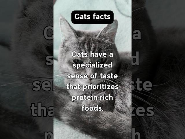 Mysterious Cat Facts #behavior #animals #curiosity