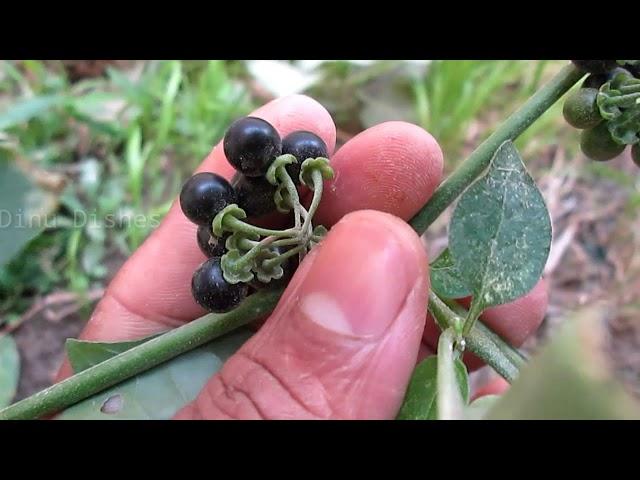 കാൻസർ അൾസർ ഇവയെല്ലാം പ്രതിരോധിക്കാം| Ulcer cancer prevention Manithakkali  Health benefits