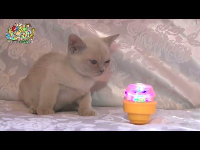 【オーストラリアンミスト】【トンキニーズ】【アビシニアン】ほか　【かわいい猫ちゃん動画まとめ】