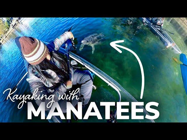 Kayaking with Manatees on Crystal River in Florida