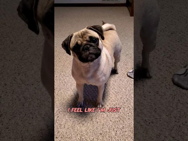 pickle spice #dog #pug #cute #funny #pets #fyp #shorts