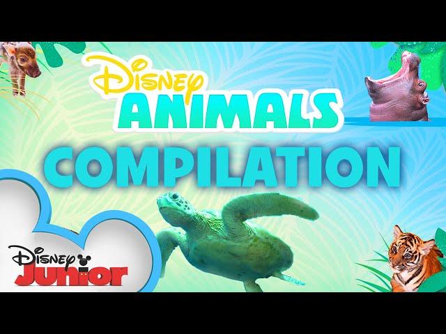 Learn About Animals!  | Season 1 Compilation | Disney Animals | Disney Junior