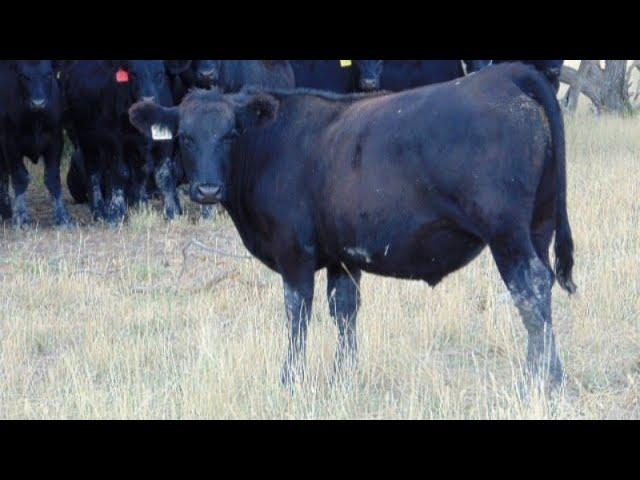 Rafter C Cattle Co. - 850# September Grass Steers - 65 Head (Lafleche, SK)