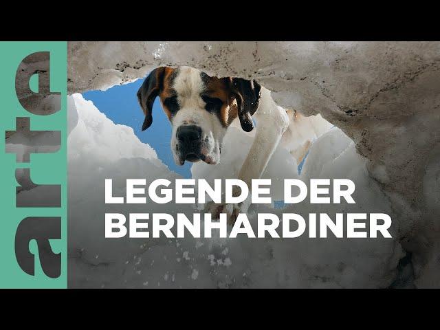 St. Bernhard: Von Menschen und Hunden | GEO Reportage | ARTE