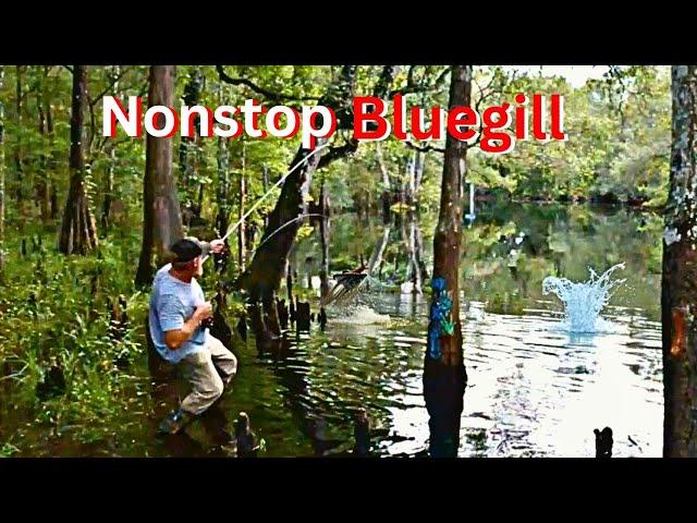 BIG BLUEGILL from a river using this fishing method!! **Nonstop Action**