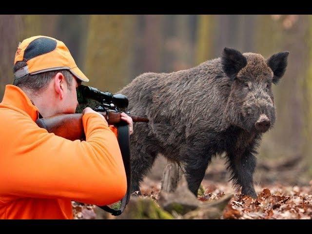 Wild Boar Hunting Chasse Au Sanglier Wildsau Jagd 2017 NEW