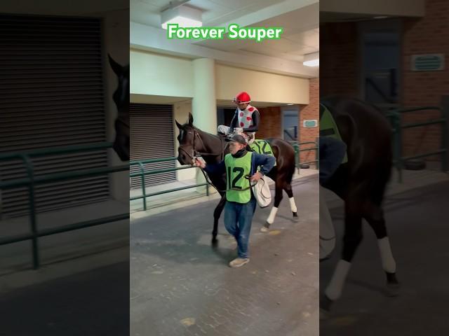 Multiple stakes winner and son of American Pharoah, Forever Souper #woodbine #horseracing #fyp