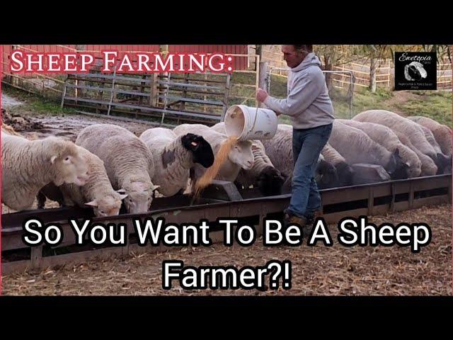 Sheep Farming: 14 Things You Need To Start Your Own Sheep Farm