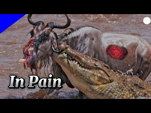 A Brutal Takedown in the African Savanna! Crocodile vs Wildebeest