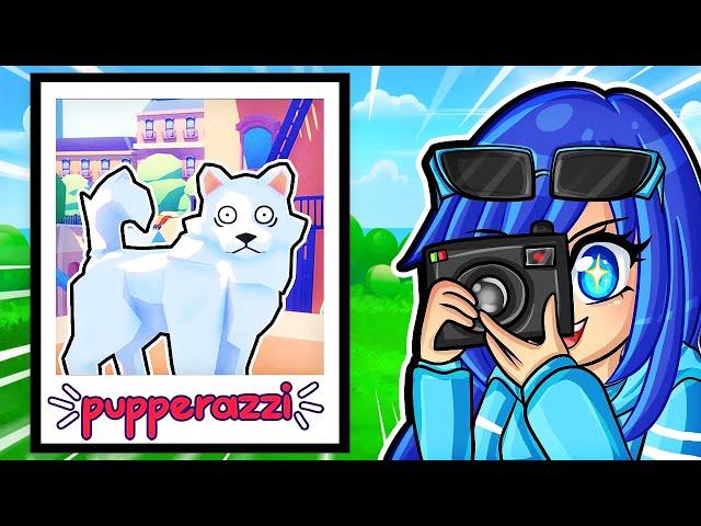 Taking PHOTOS Of RANDOM DOGS In Pupperazzi!