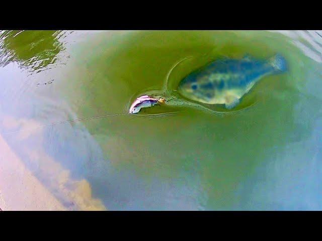 HUGE SWIMBAIT catches MONSTER BASS RIGHT AT THE BANK!!