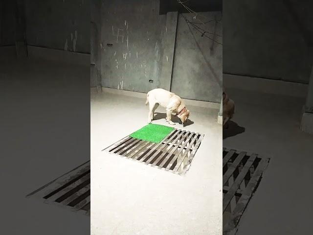 SIMBA THE LABRADOR