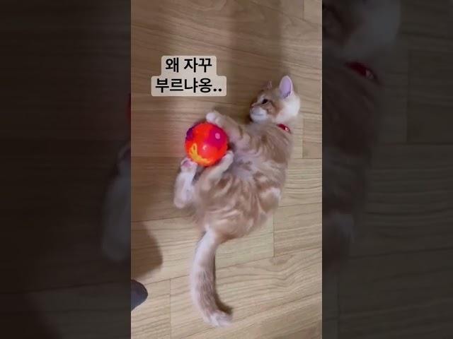 집사의 부름이 귀찮았던 토리 #shorts