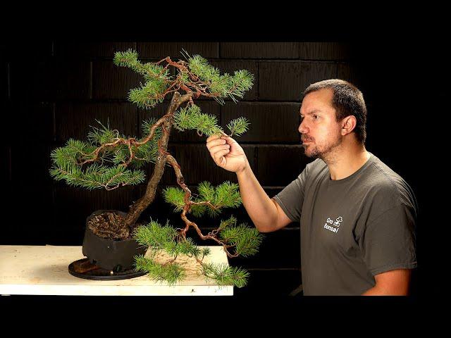 Starting a Scots Pine Bonsai