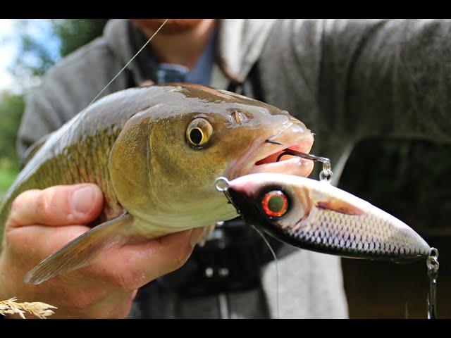 Chub and Perch LOVE These New Lures!