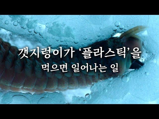 [사전공개] 갯지렁이가 플라스틱을 먹으면 일어나는 일