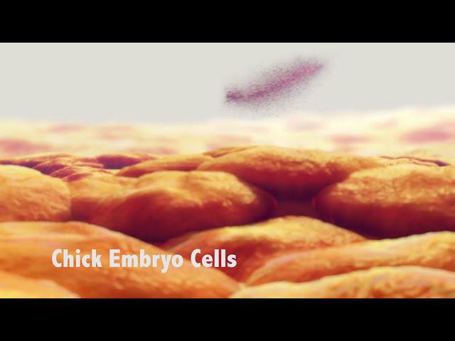 Attenuation: How Scientists Make Live Vaccines