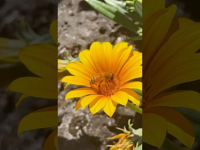 How bees gather pollen, the secret lives of nature’s tiny worker !