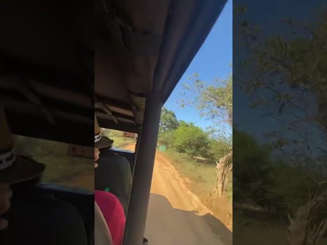 Srilanka | Safari 