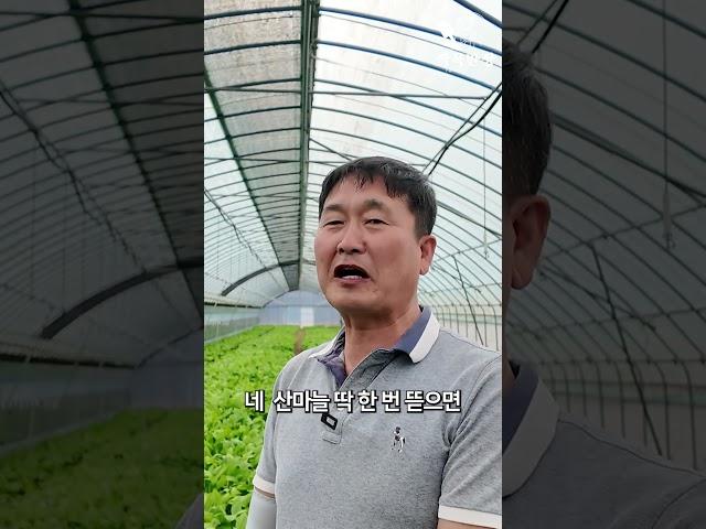 산마늘 명이나물 100평 수익은?