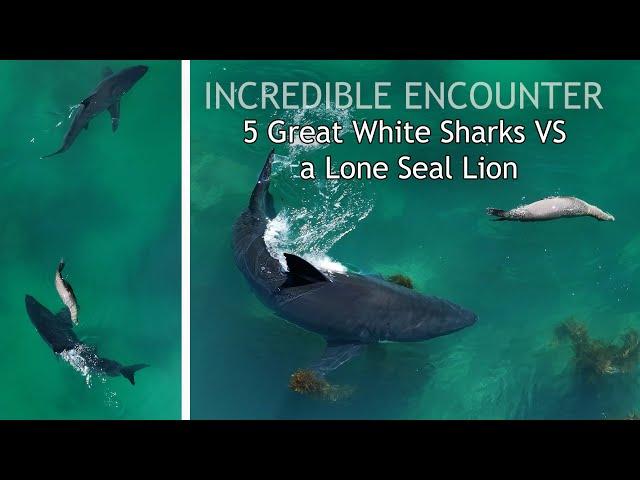 5 Great White Sharks Surround a Sea Lion in Intense Encounter