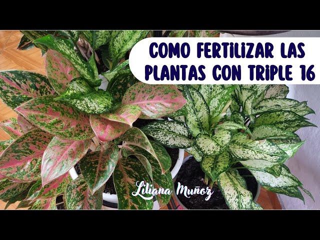 COMO FERTILIZAR LAS PLANTAS CON TRIPLE16/Liliana Muñoz