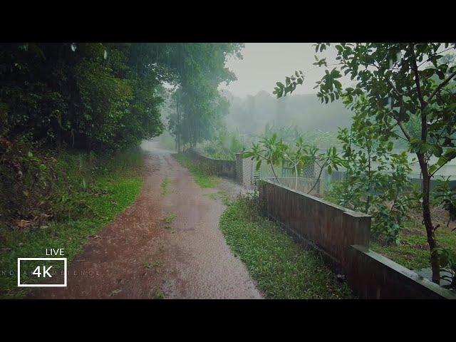 Our Rain Walks Compilation |Rain Sounds for Sleeping ASMR | Nature Ambience ASMR