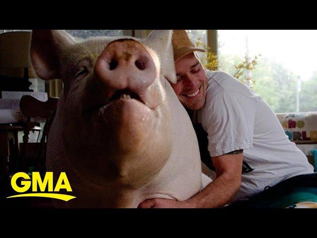 Man thought he was adopting ‘micro-pig’ but now has 600 pound pig in his house l GMA